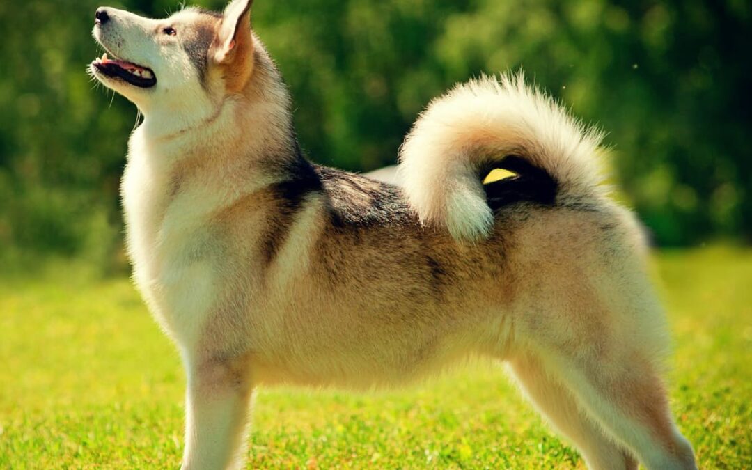 Honden bezigheden: leuke dingen om te doen met de hond